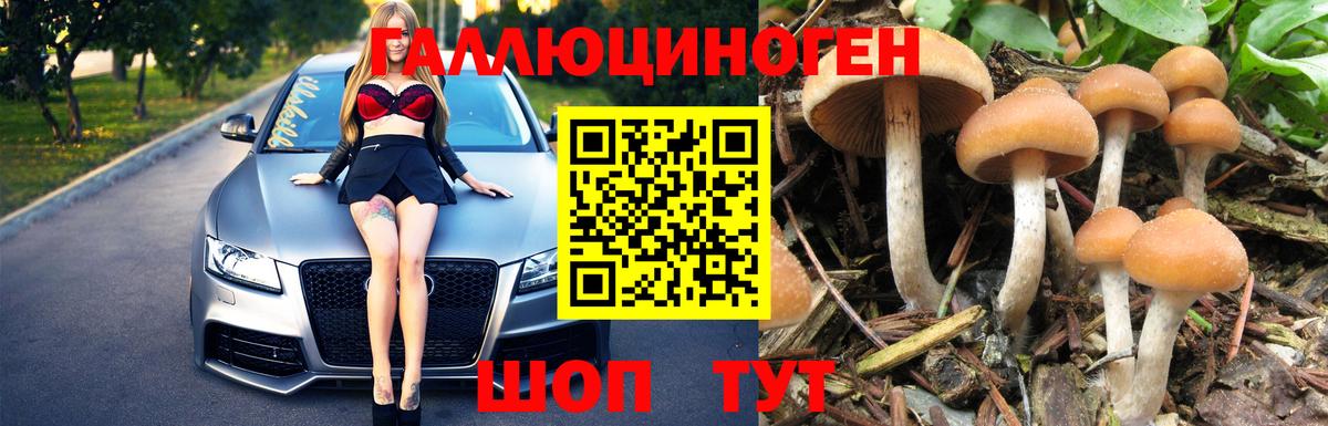 Псилоцибиновые грибы Psilocybe Острогожск
